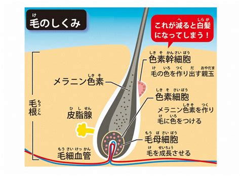 女けつ毛|けつ毛はなぜ生えるのか？理由を紹介